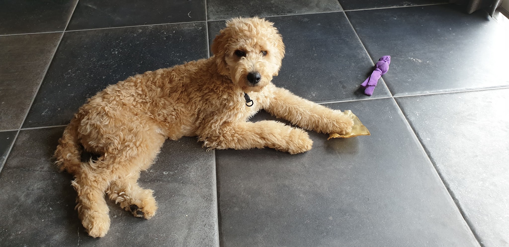 Een goldendoodle ligt ontspannen op een tegelvloer, met een speeltje naast zich