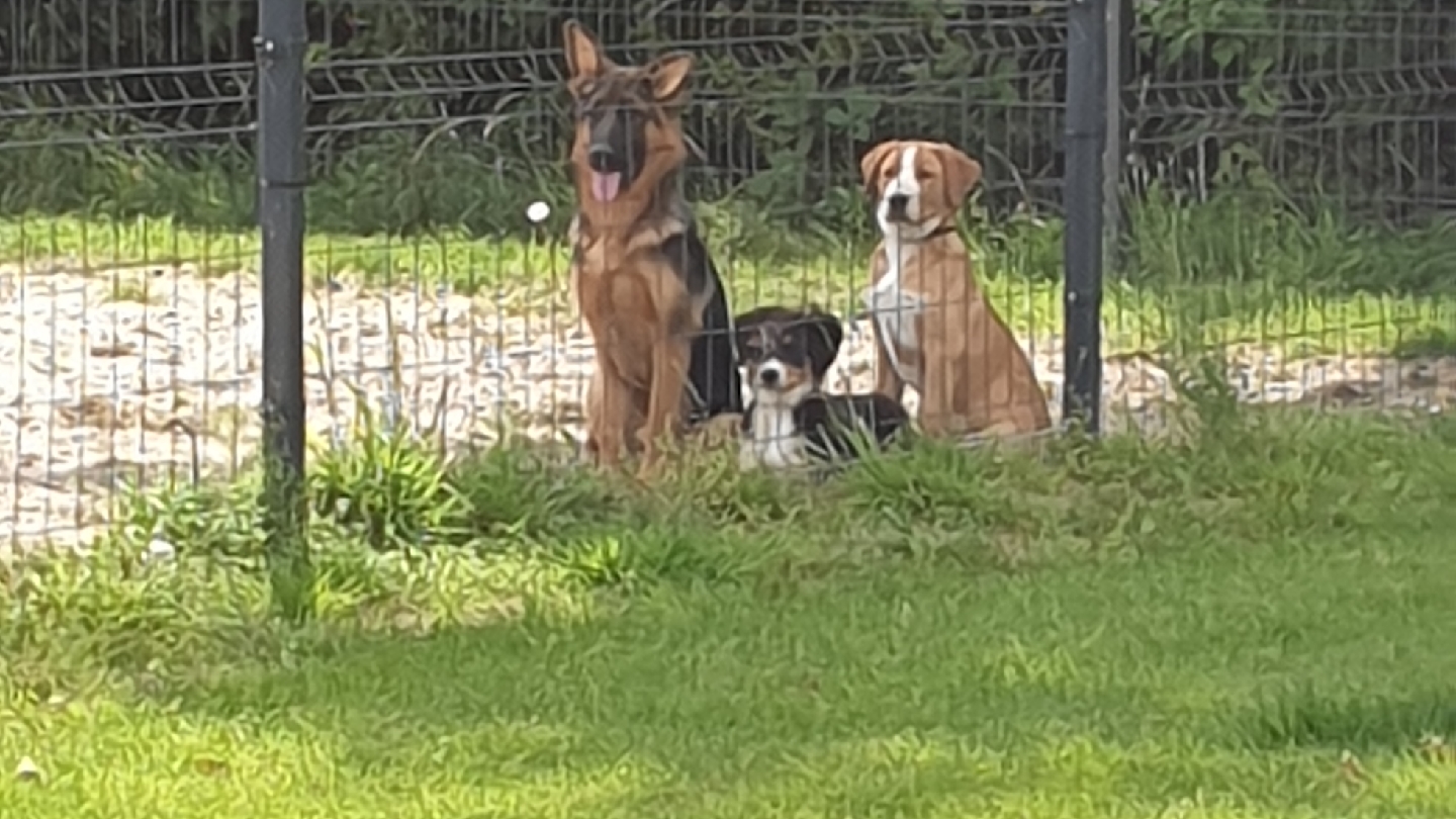 Drie honden, een herder en twee kleinere honden, zitten samen op het gras achter het hek