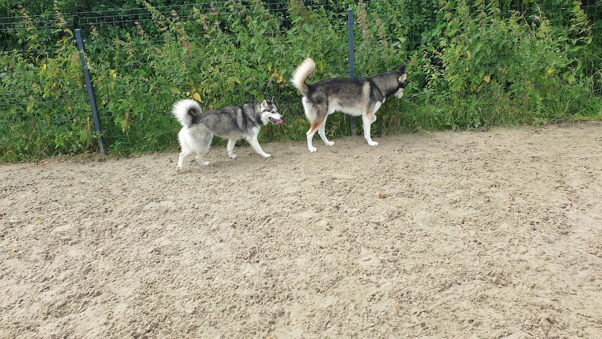 Twee husky's spelen samen in de zandren