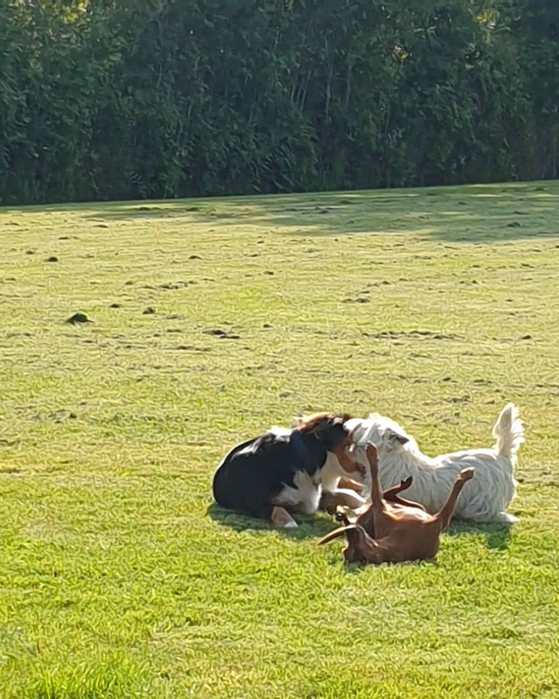 Drie honden spelen samen op het gras van de speelweide